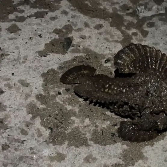 The most recent Stonefish catches on Fishbrain