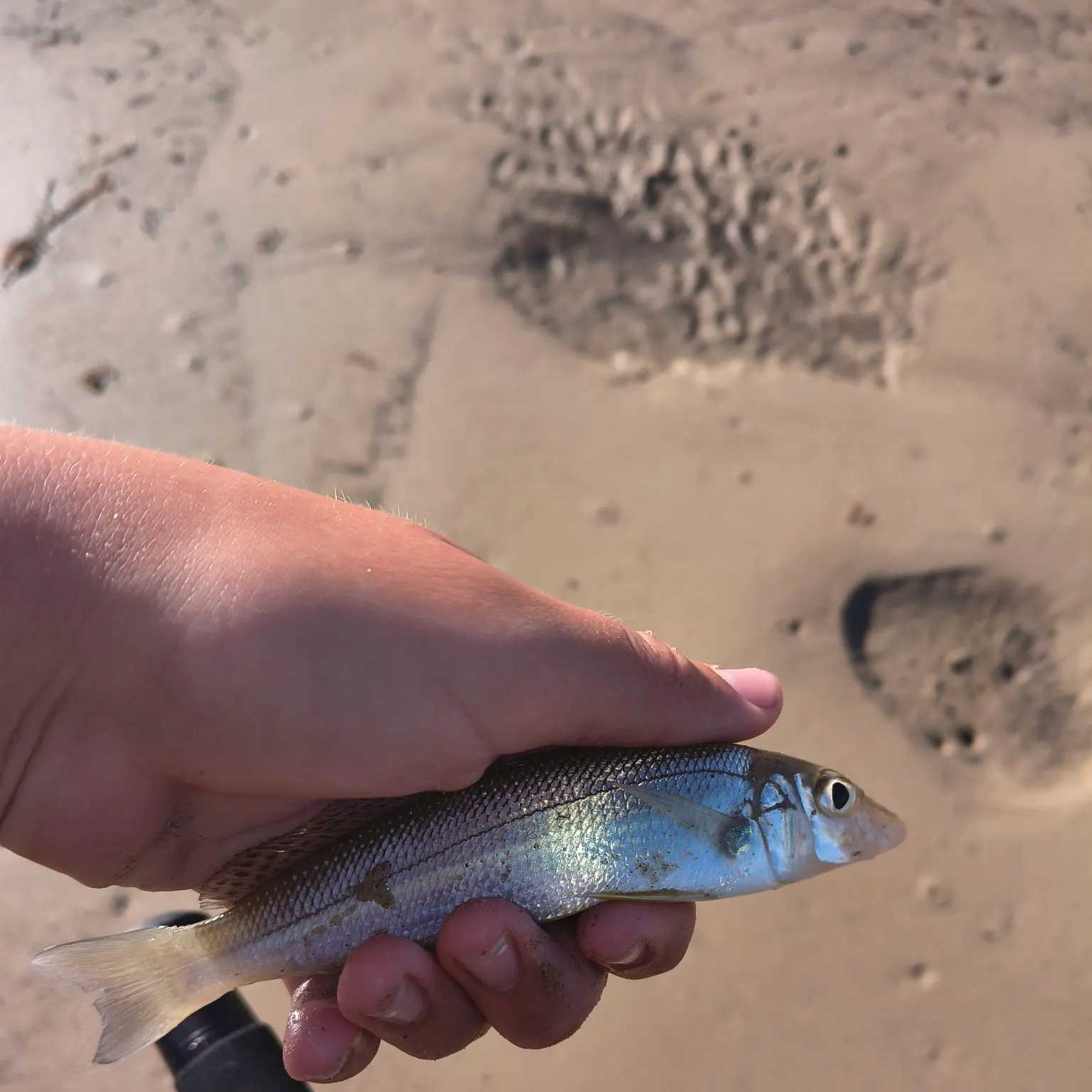 The most recent King George whiting catches on Fishbrain