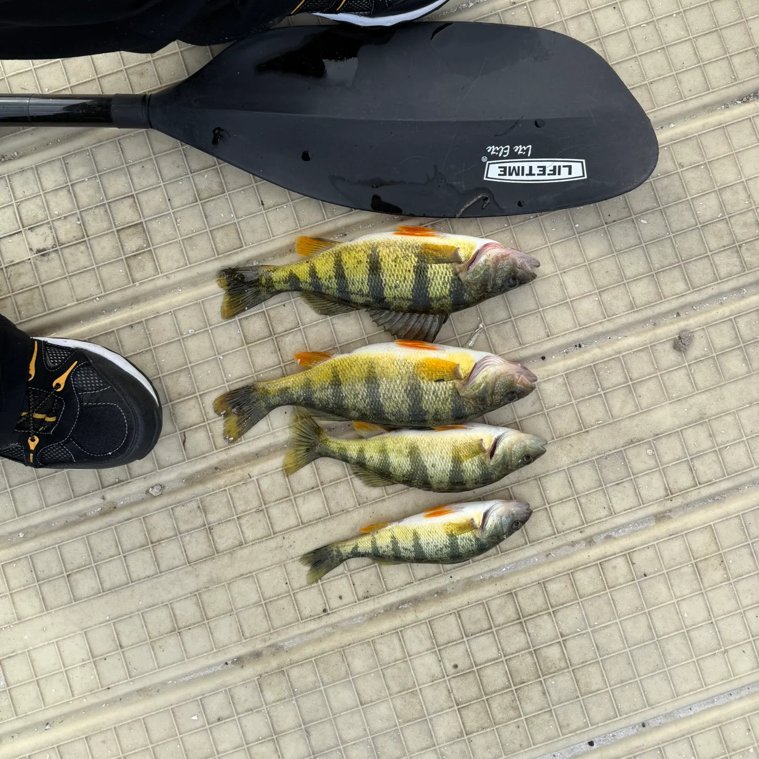 Yellow perch caught on Fishbrain