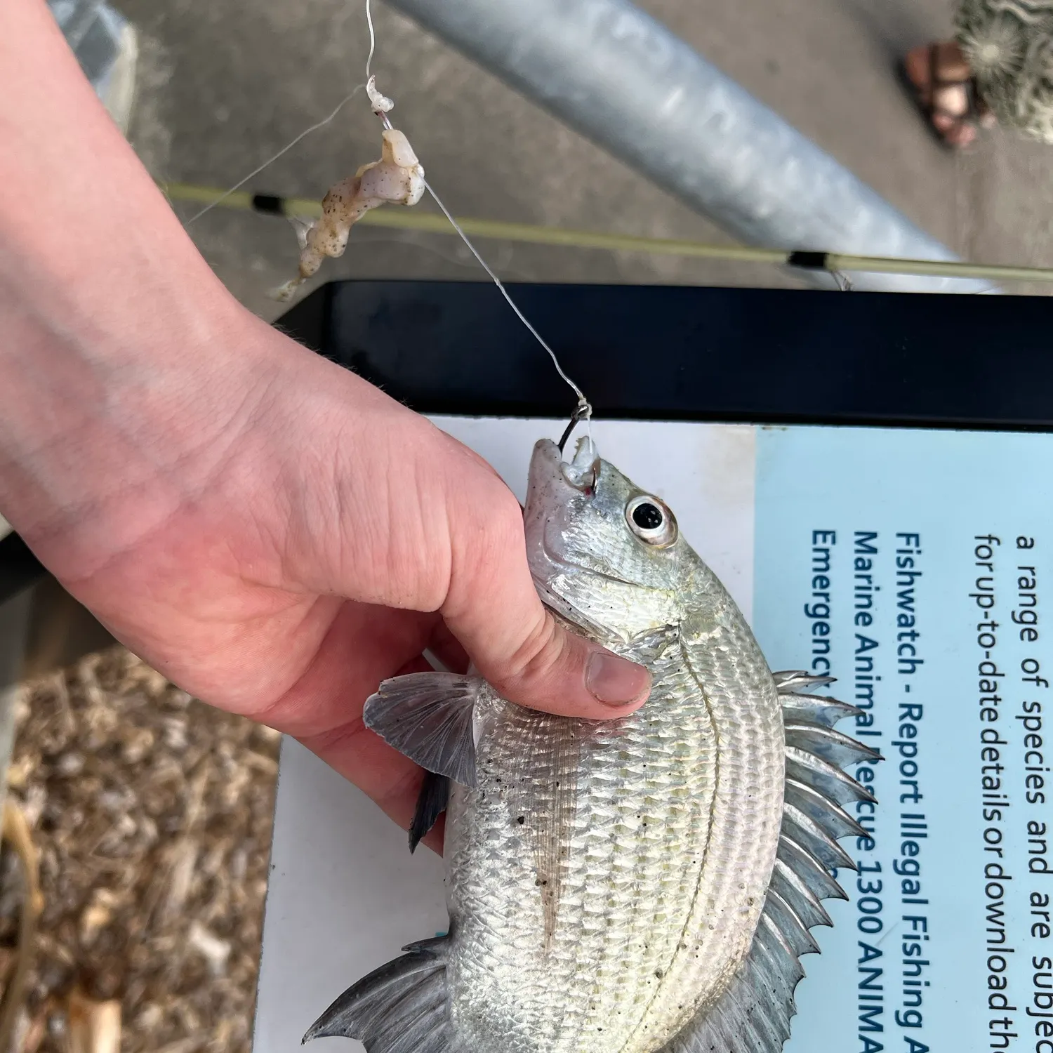 The most recent Pacific seabream catches on Fishbrain
