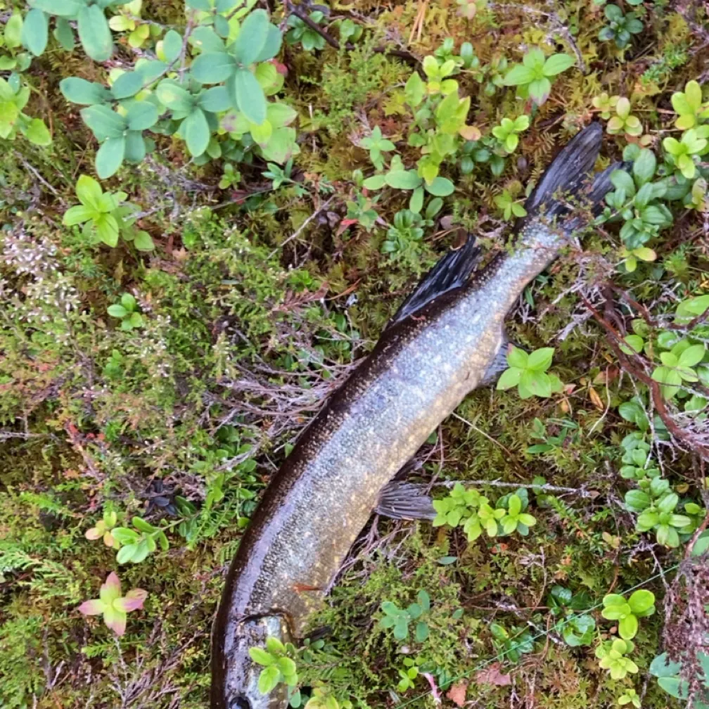 Northern pike caught on Fishbrain
