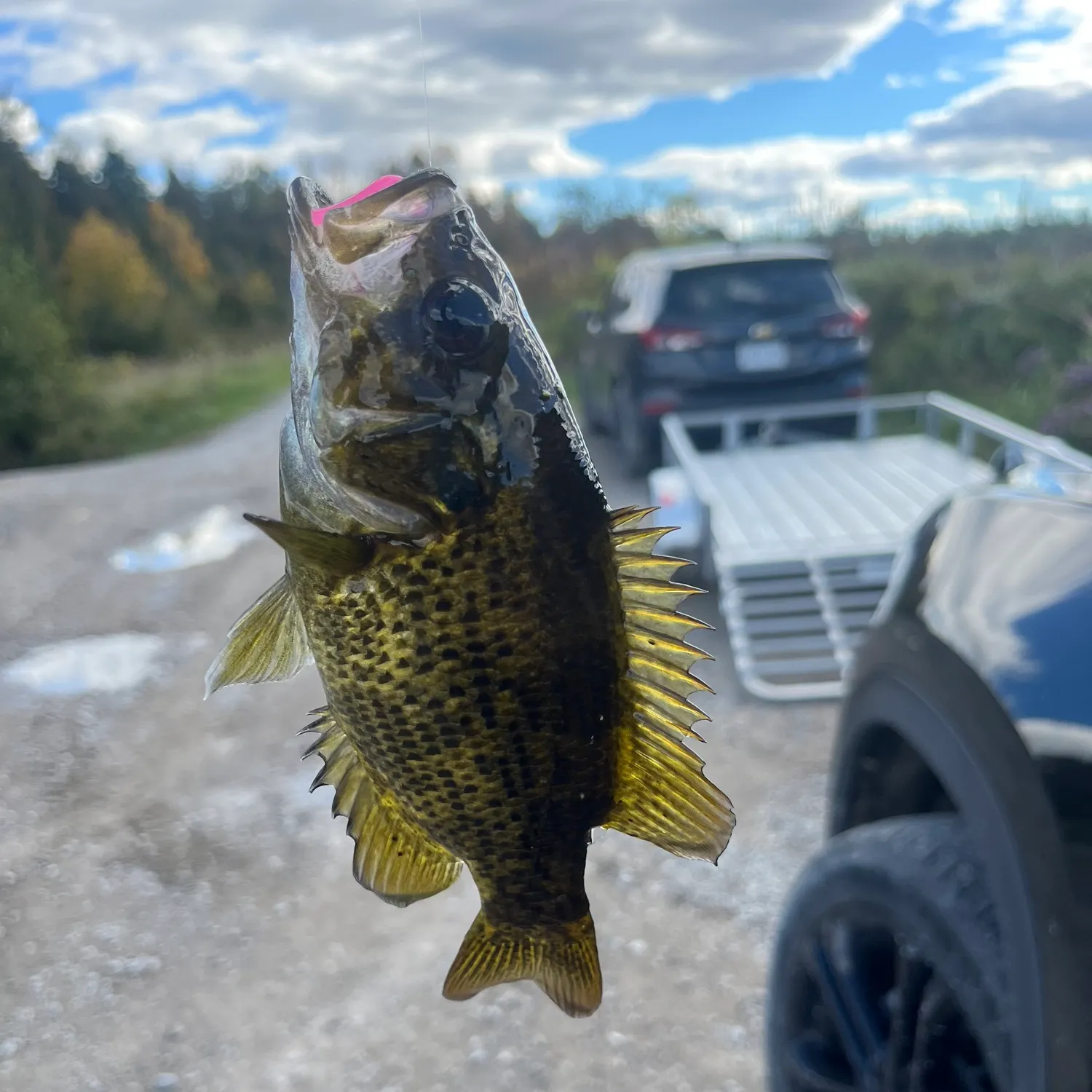 Rock bass caught on Fishbrain