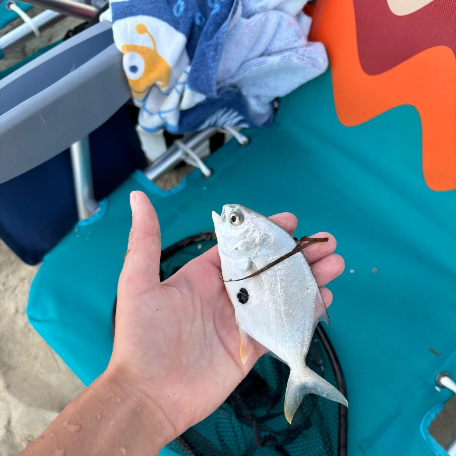 The most recent Shortfin pompano catches on Fishbrain