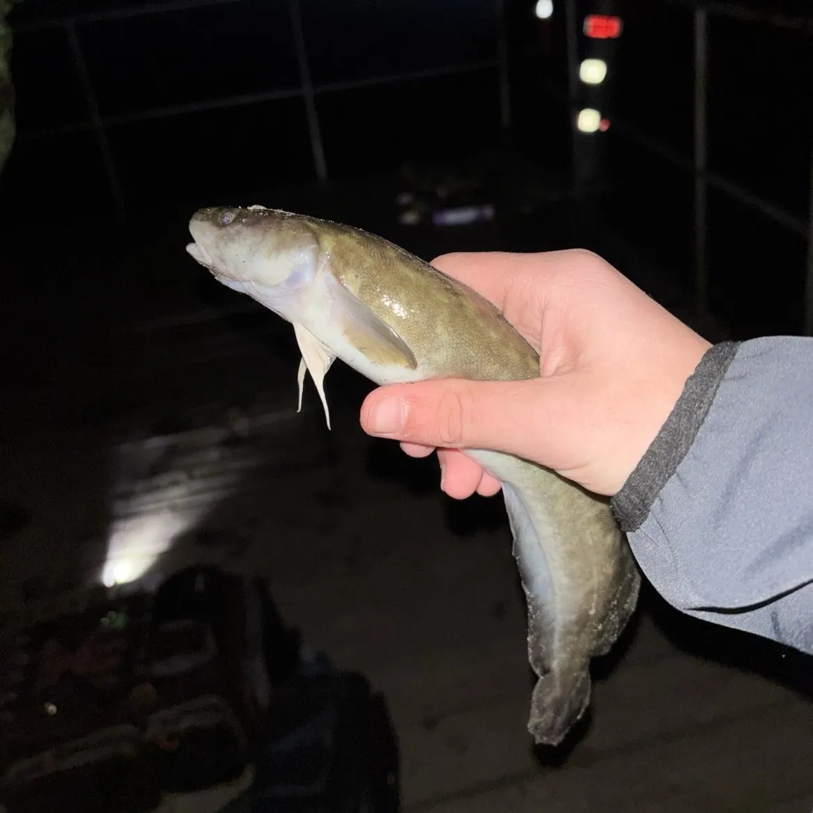 The most recent Burbot catches on Fishbrain
