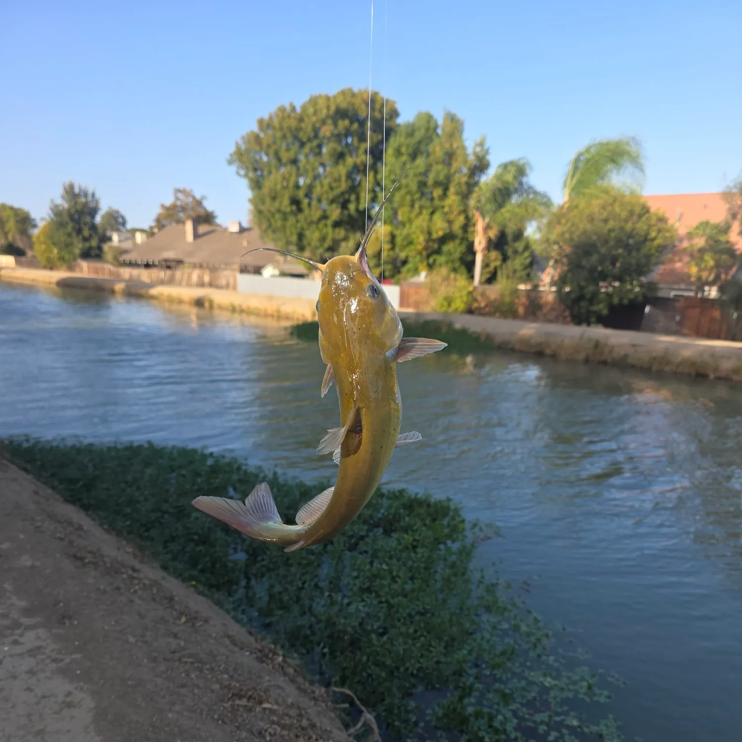 Fish caught on Fishbrain