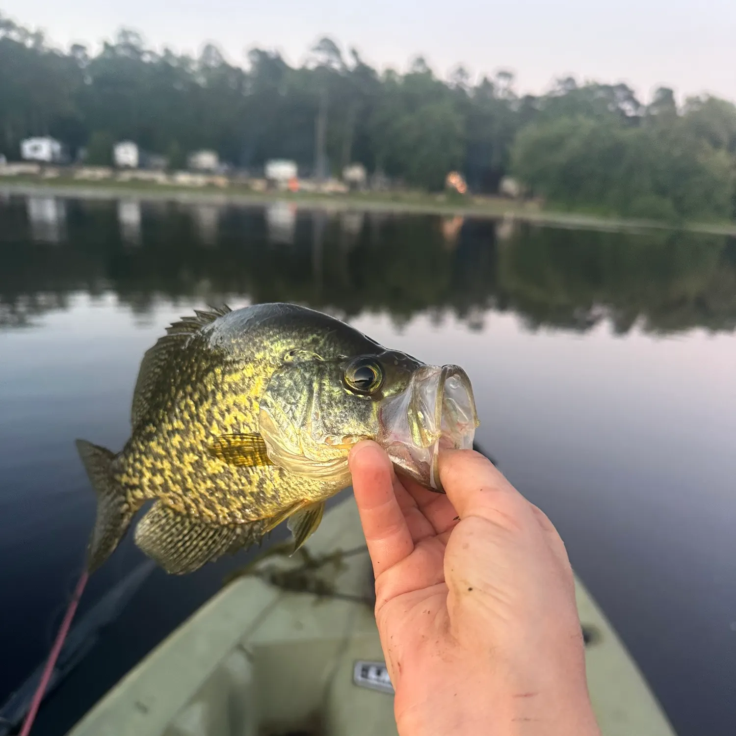 The most recent Black crappie catches on Fishbrain