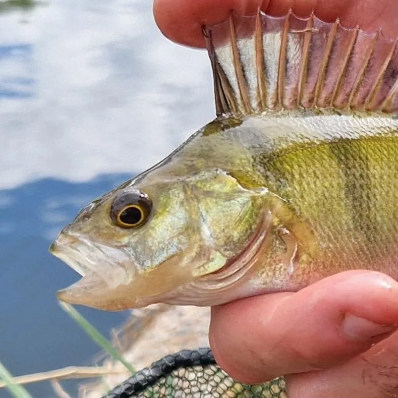 European perch caught on Fishbrain