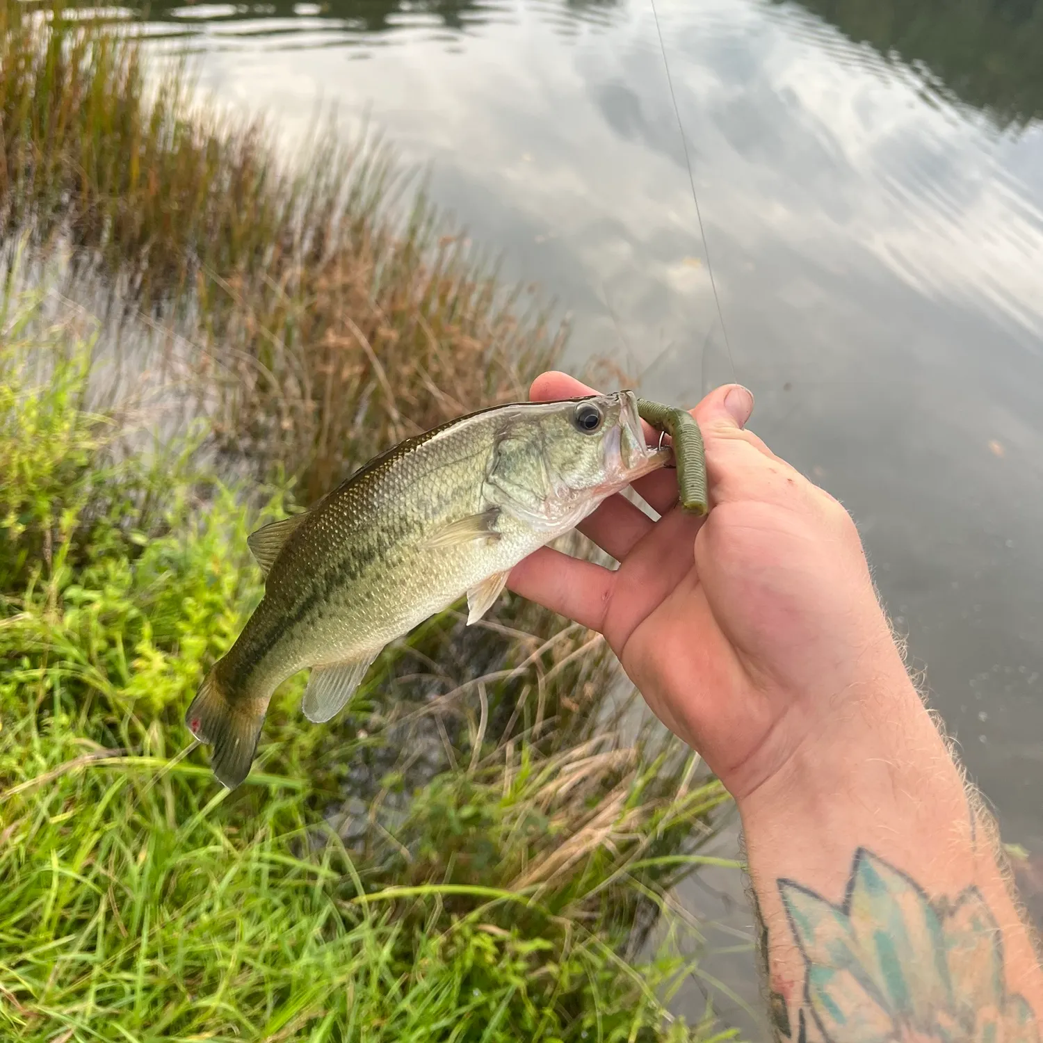 Largemouth bass caught on Fishbrain