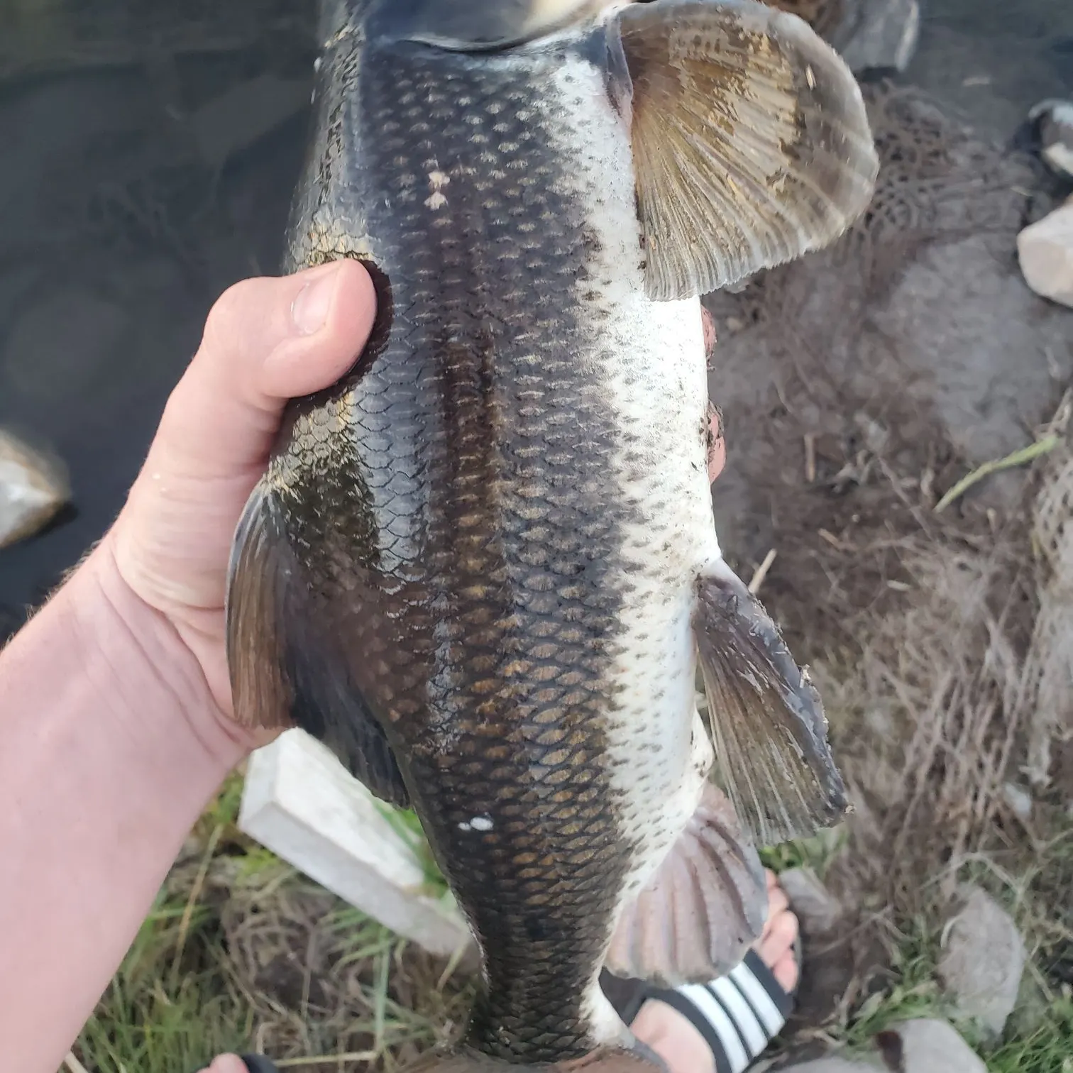 The most recent June sucker catches on Fishbrain