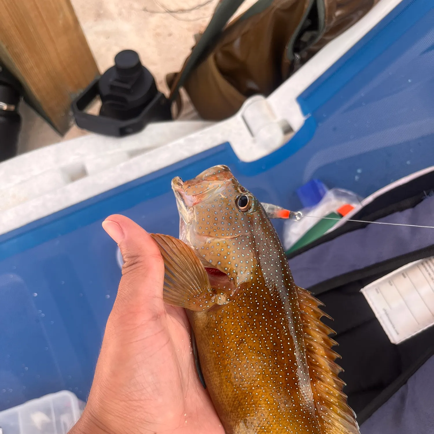 The most recent Coney grouper catches on Fishbrain