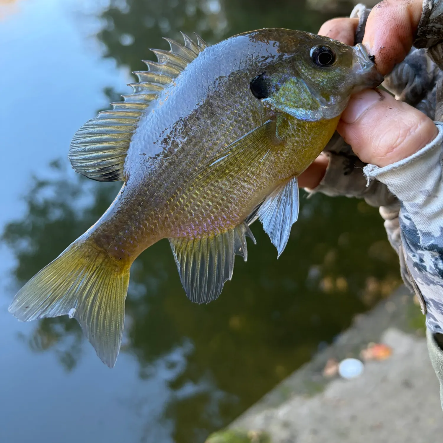 Bluegill caught on Fishbrain