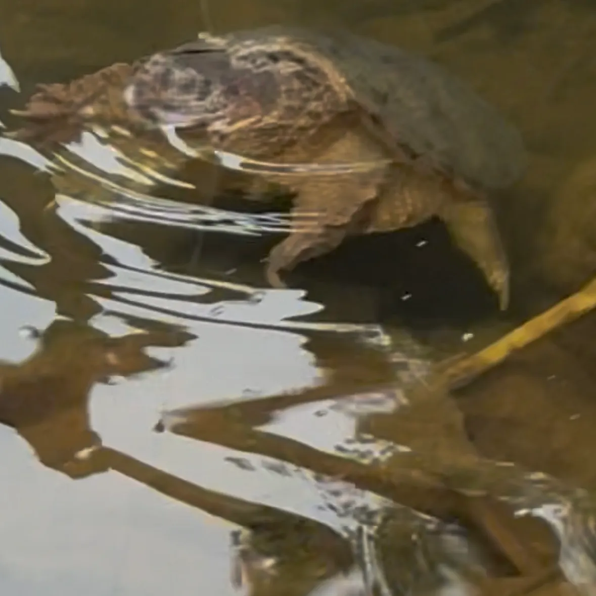 Common snapping turtle caught on Fishbrain