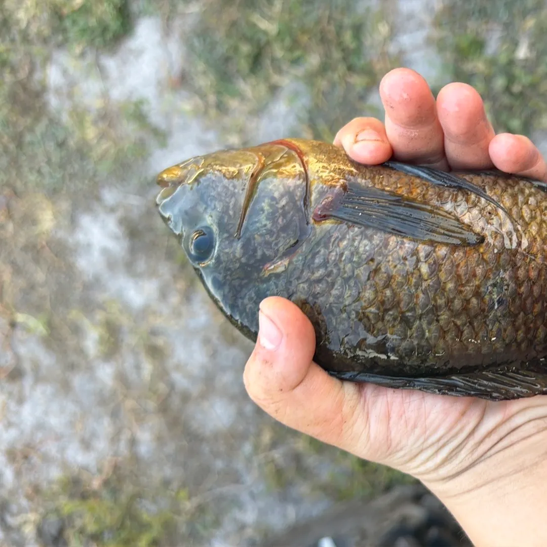 The most recent Redspotted sunfish catches on Fishbrain