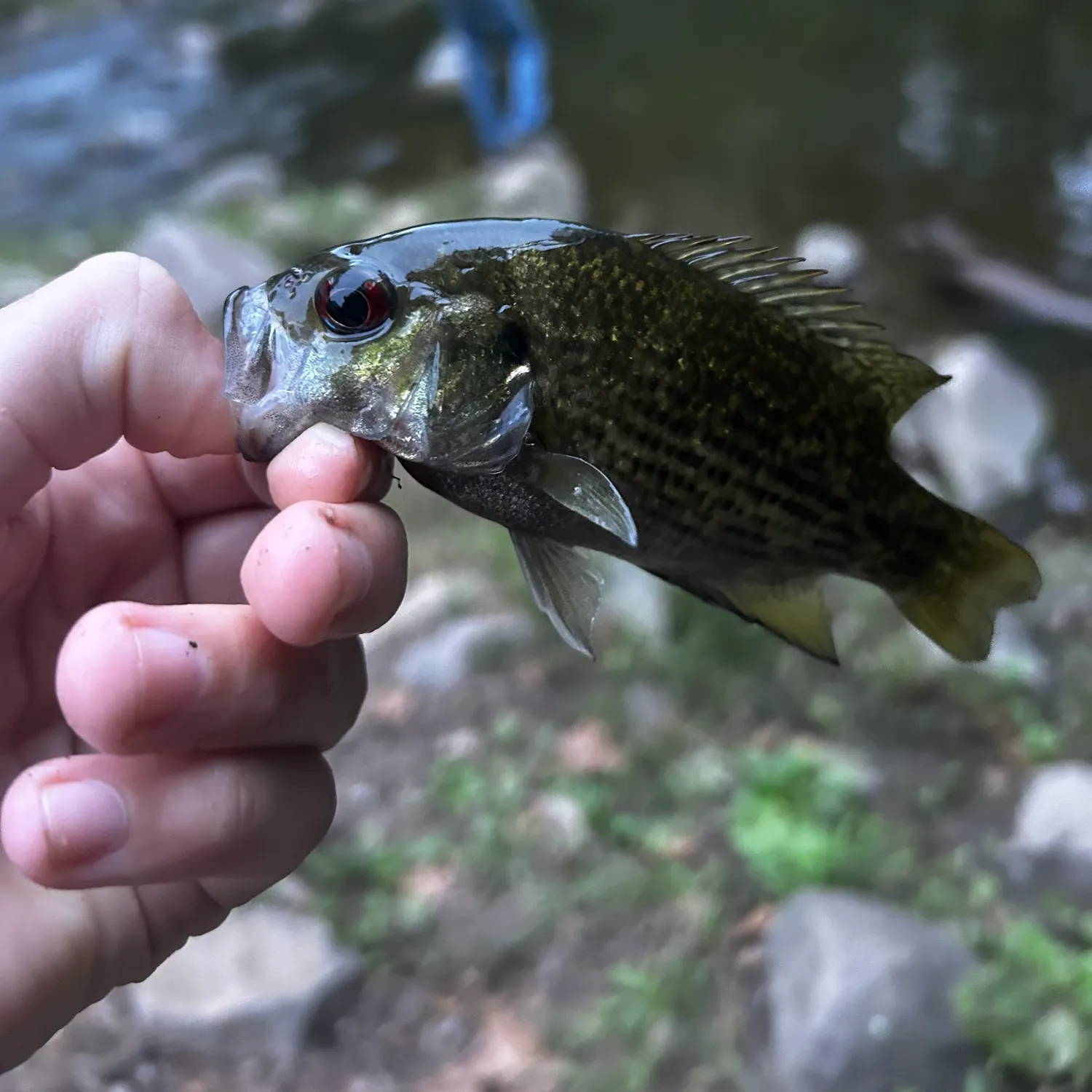 Rock bass caught on Fishbrain