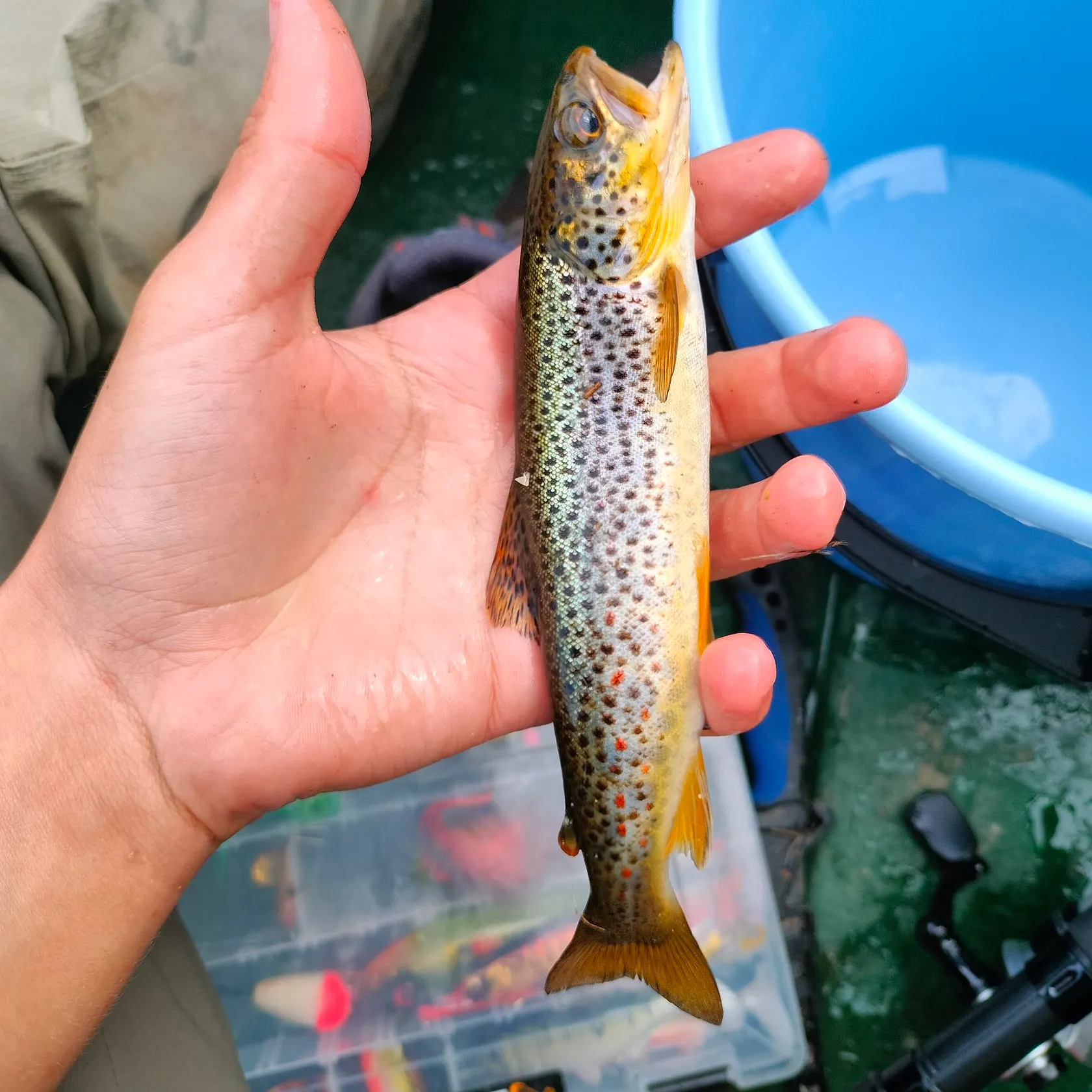Brown trout caught on Fishbrain