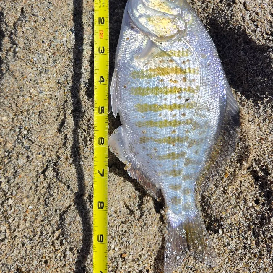Barred surfperch caught on Fishbrain