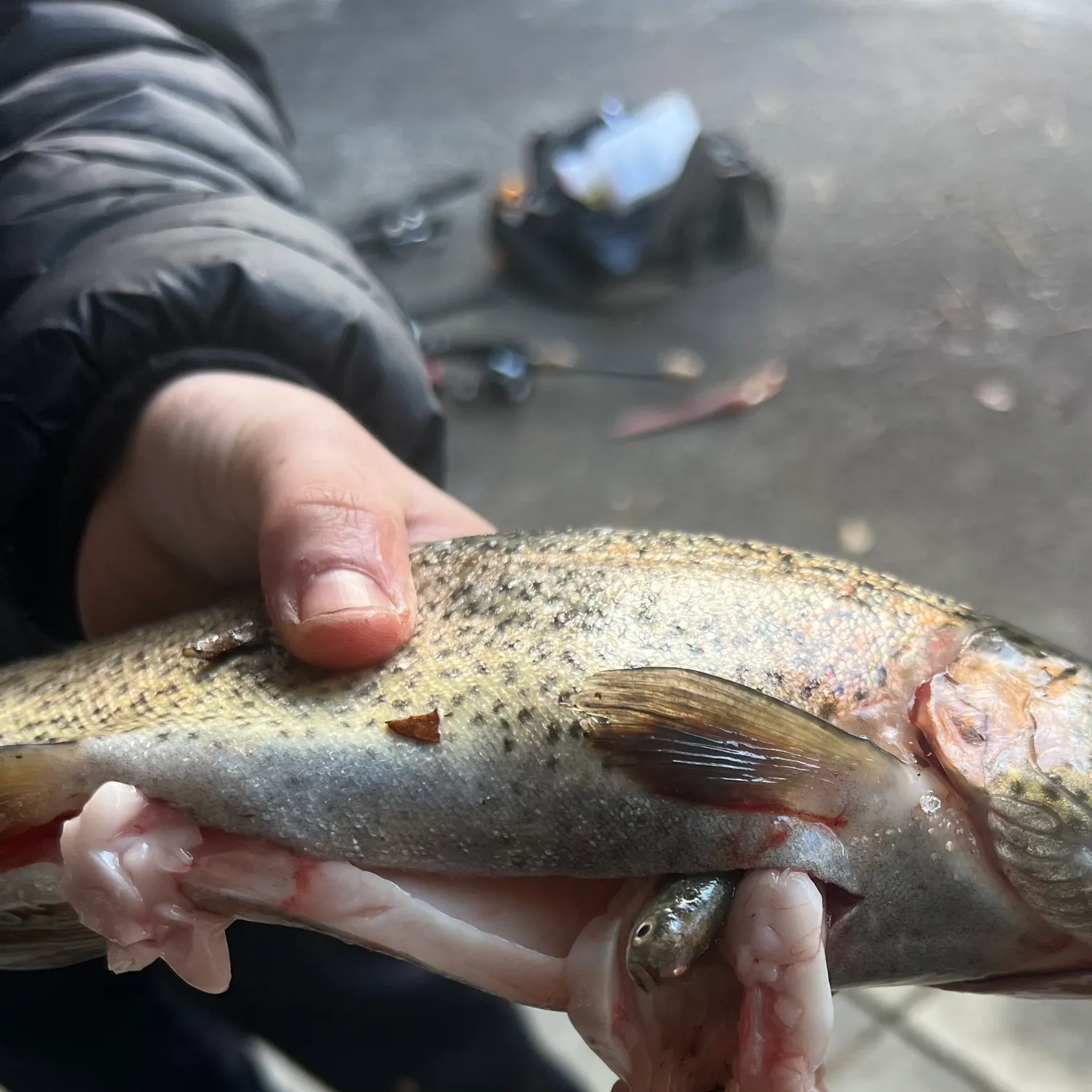 The most recent Fathead minnow catches on Fishbrain