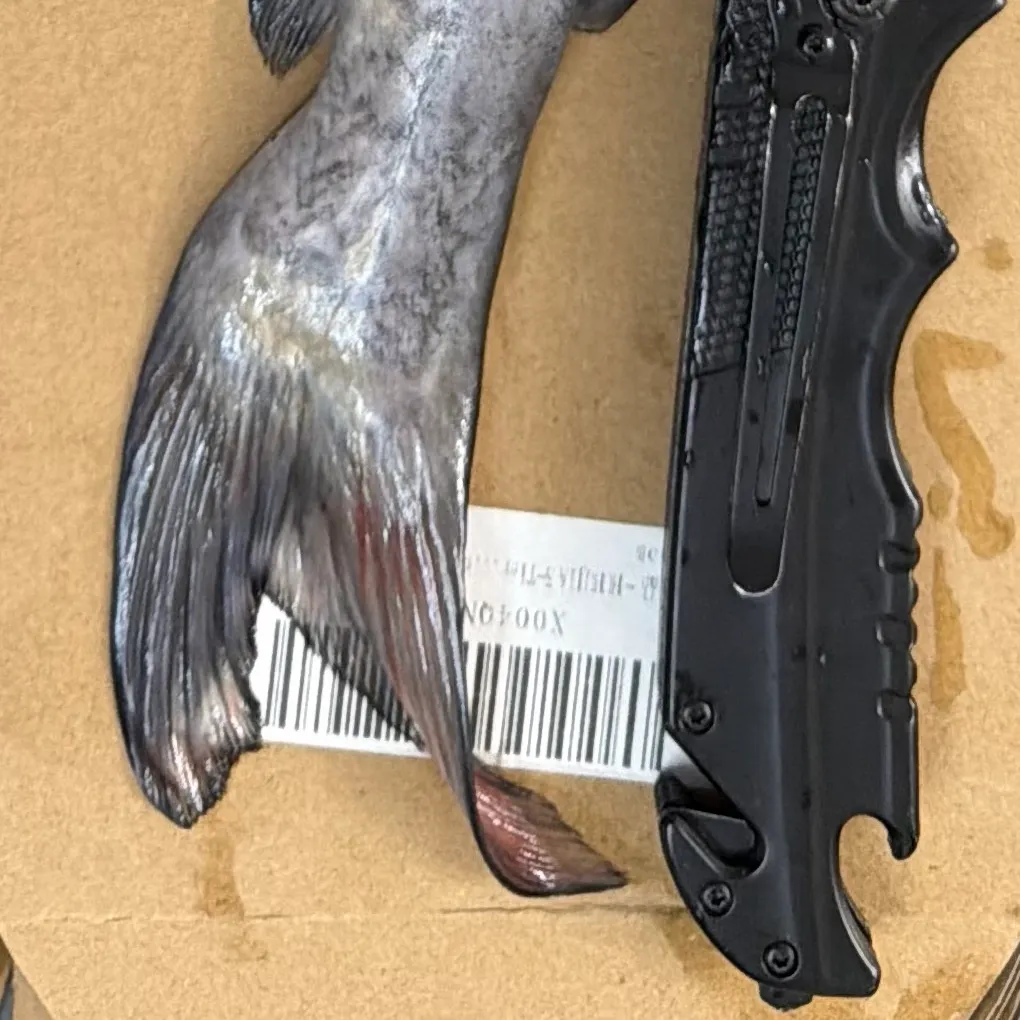 Channel catfish caught on Fishbrain