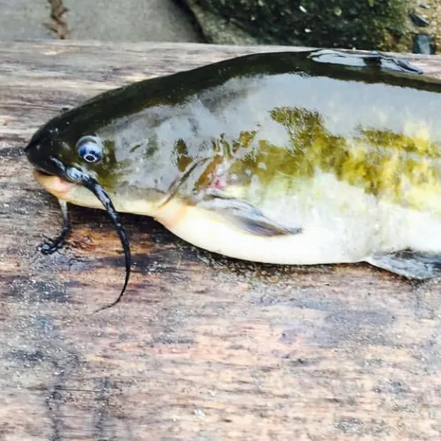 The most recent Brown bullhead catches on Fishbrain