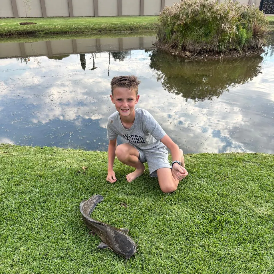 The most recent North African catfish catches on Fishbrain