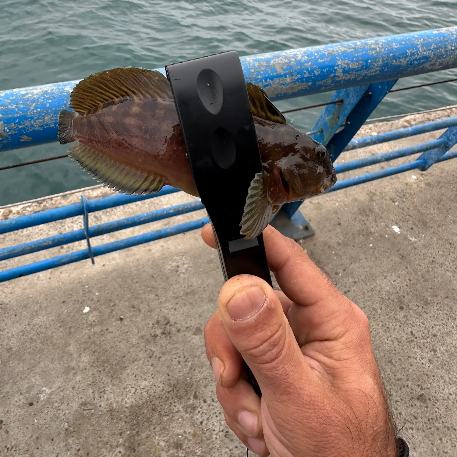 The most recent Giant blenny catches on Fishbrain