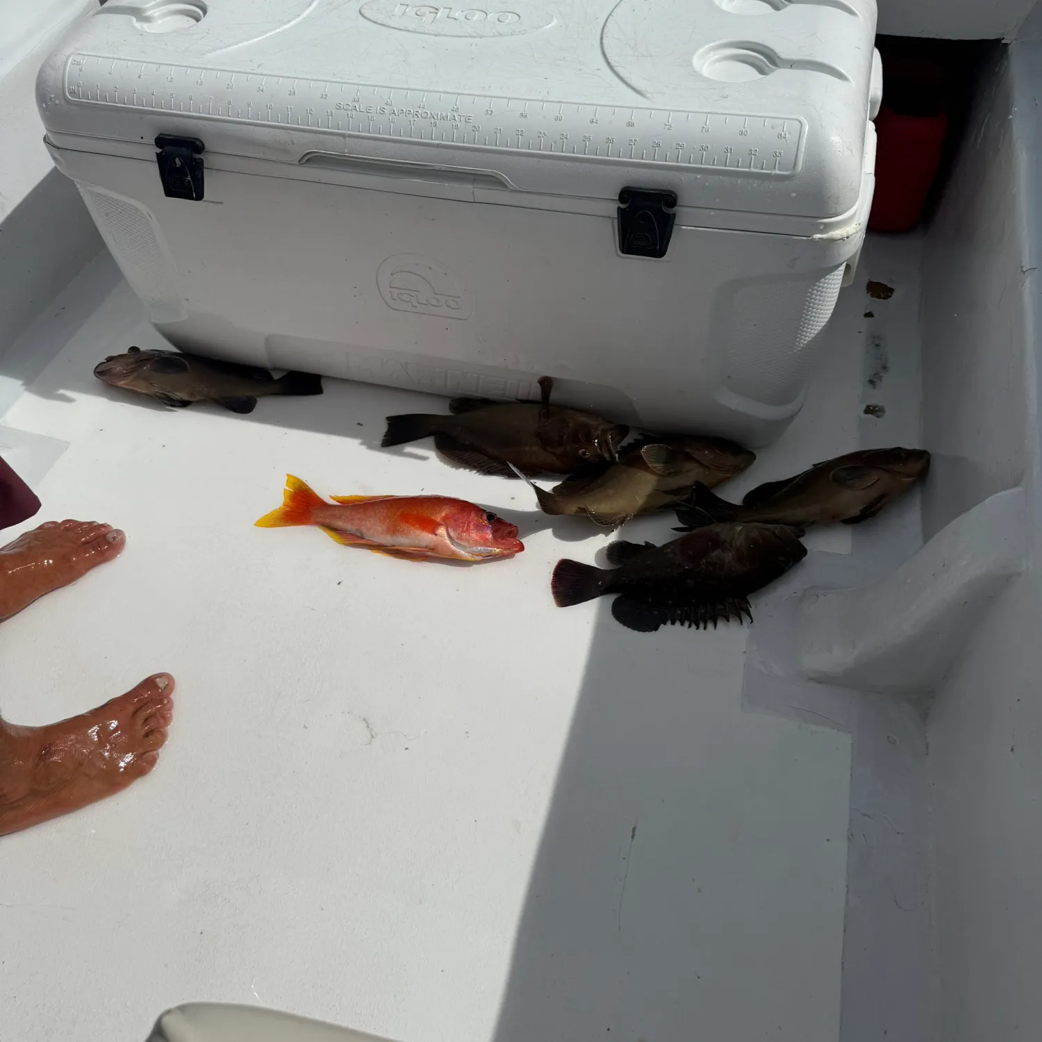 The most recent Black grouper catches on Fishbrain