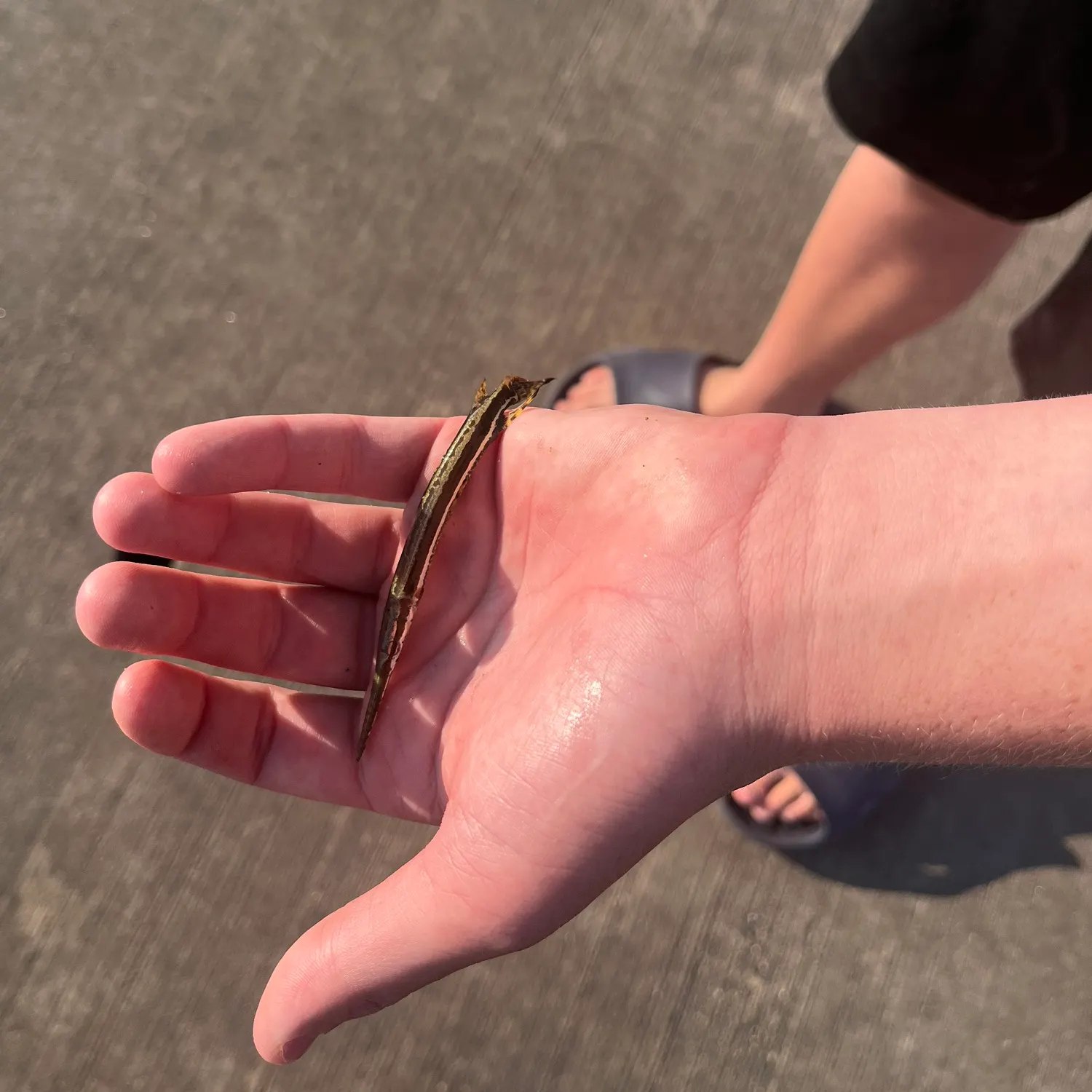 Longnose gar caught on Fishbrain