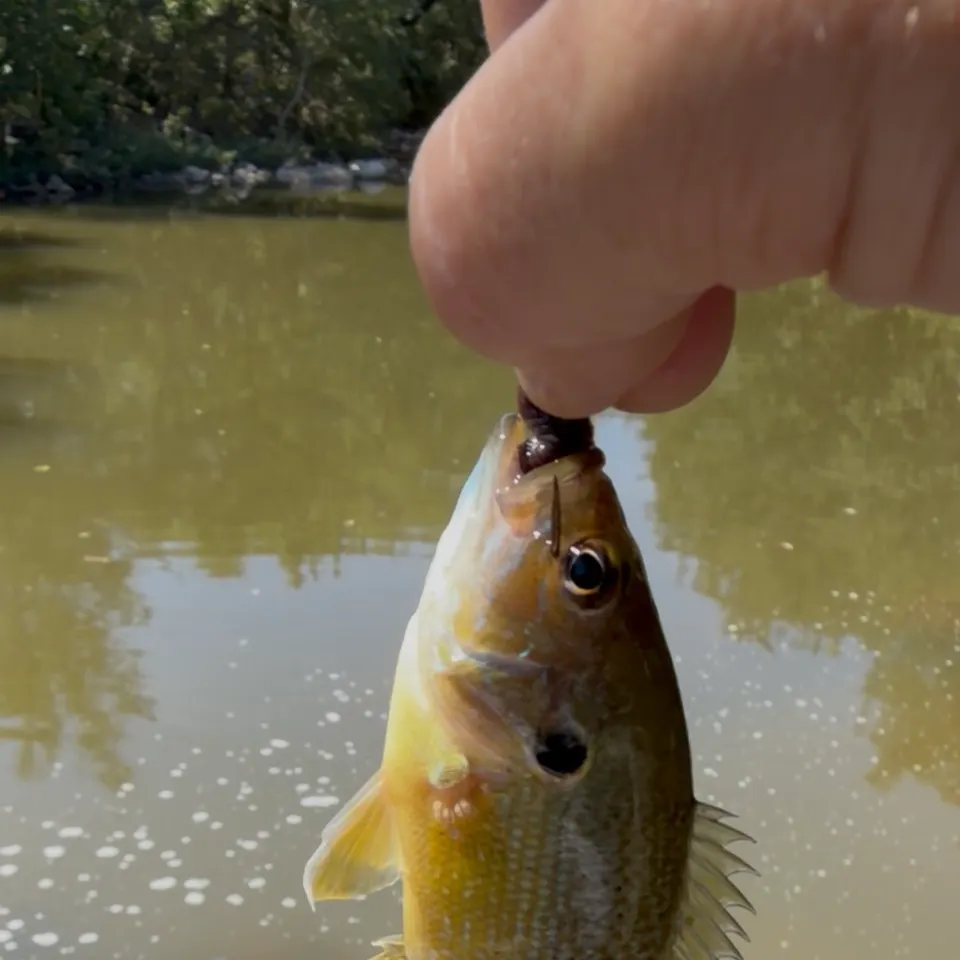 Green sunfish caught on Fishbrain