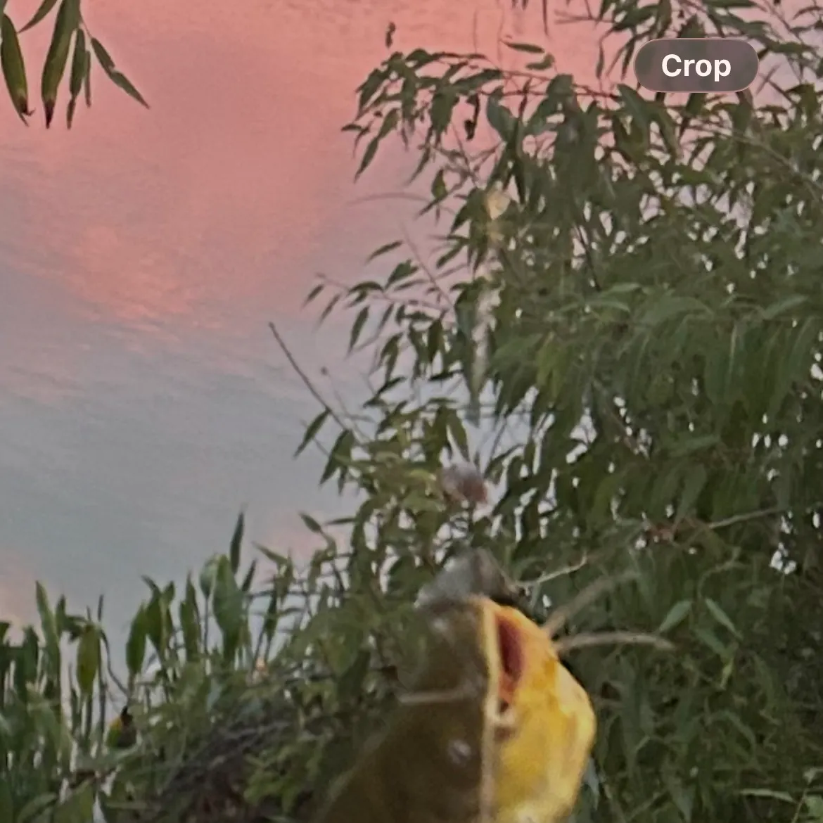 Black bullhead caught on Fishbrain