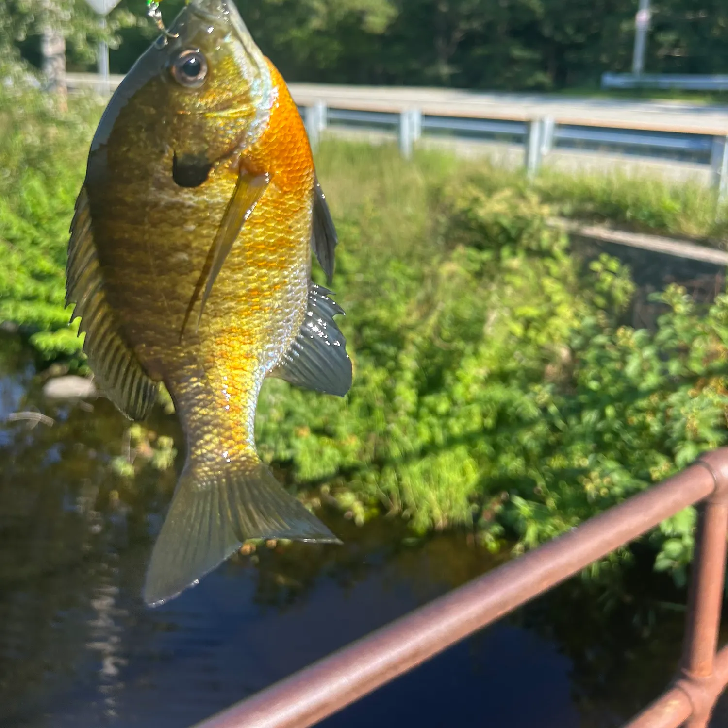 Redbreast sunfish caught on Fishbrain