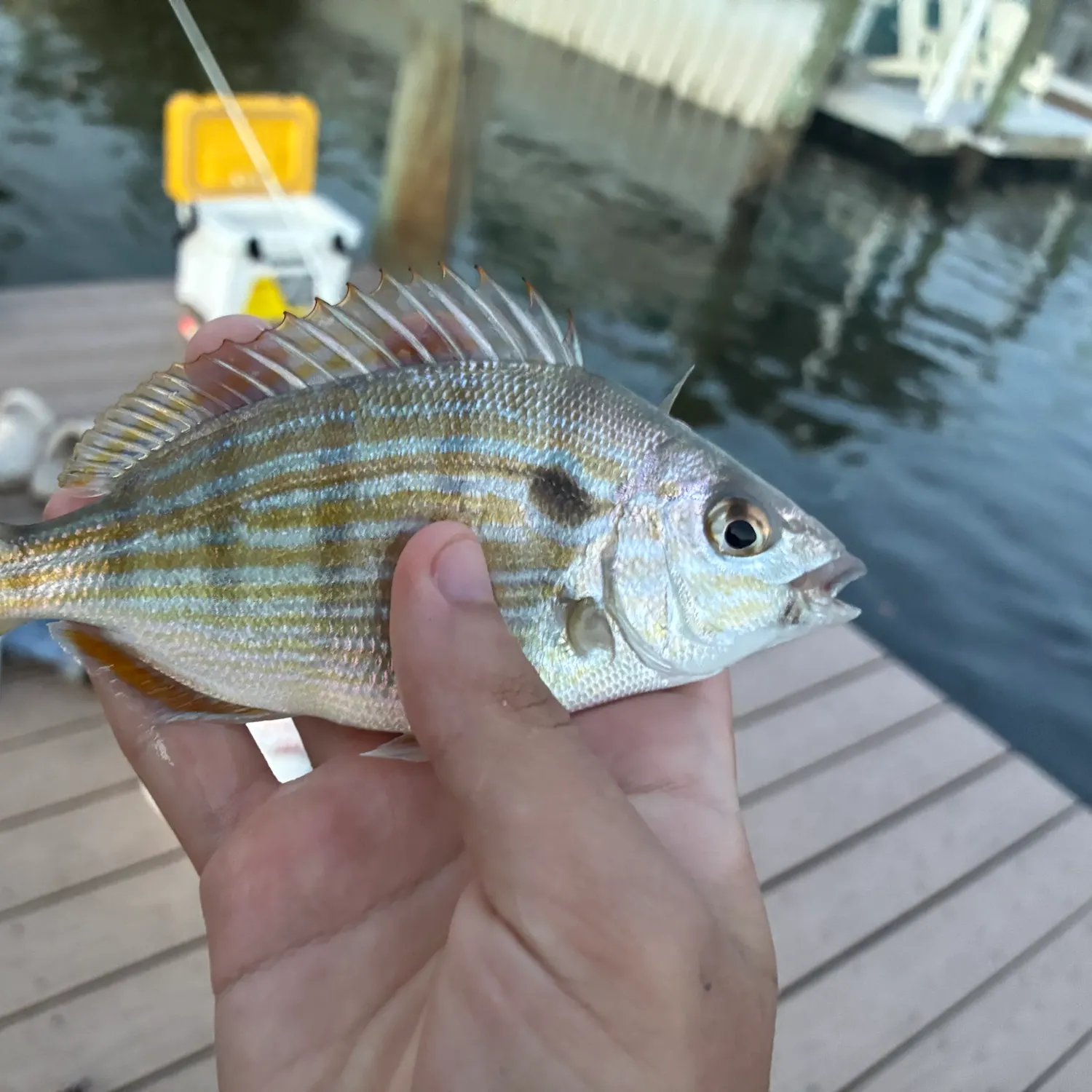 Pinfish caught on Fishbrain