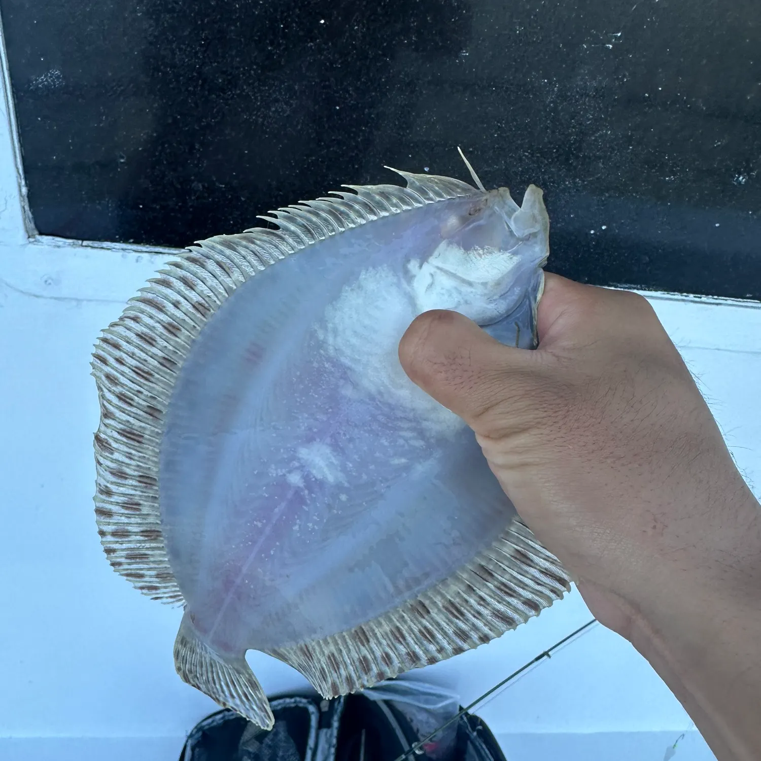 The most recent Windowpane flounder catches on Fishbrain
