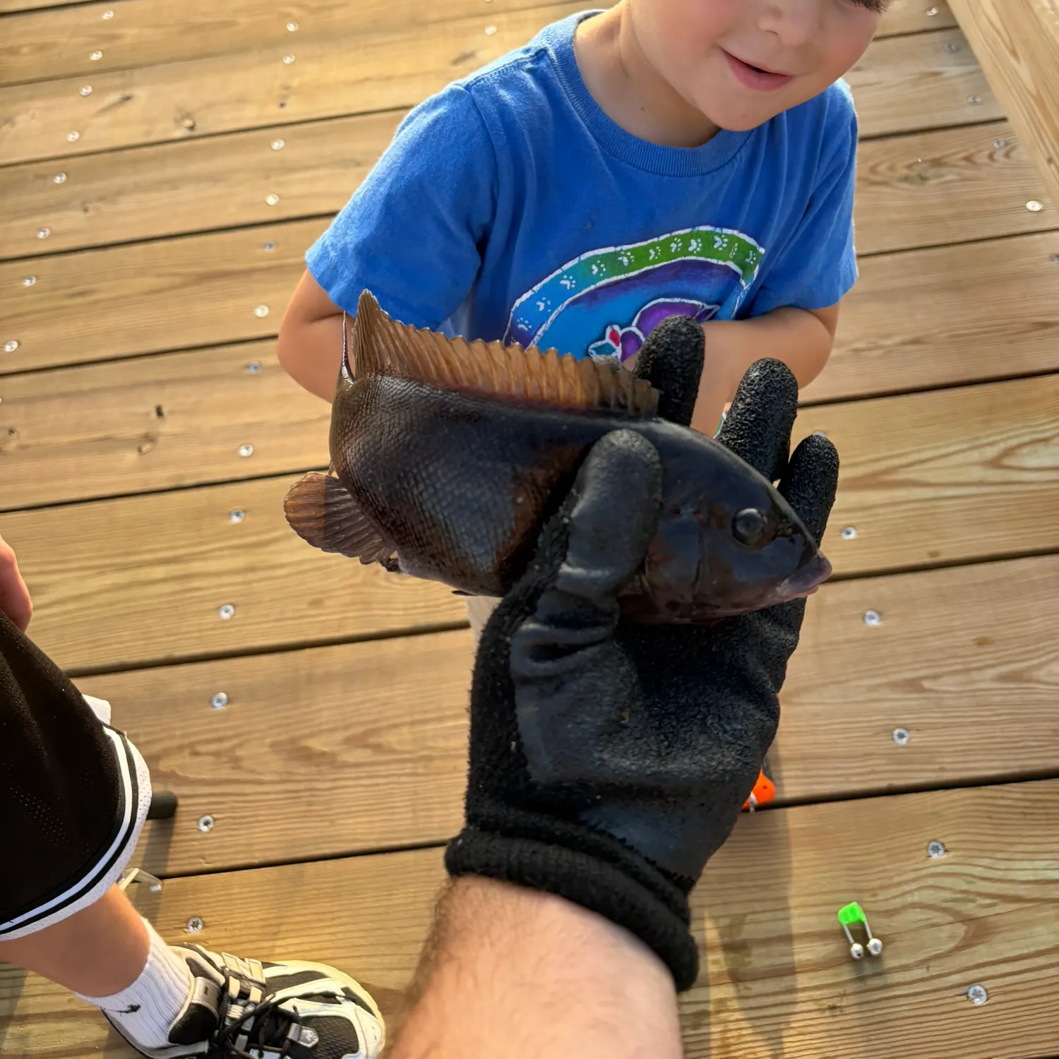 Tautog caught on Fishbrain