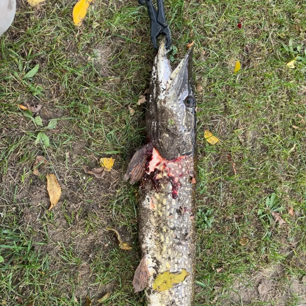 Northern pike caught on Fishbrain