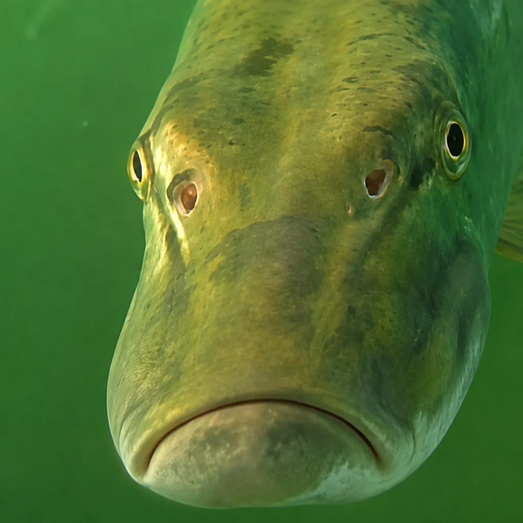 Muskie caught on Fishbrain