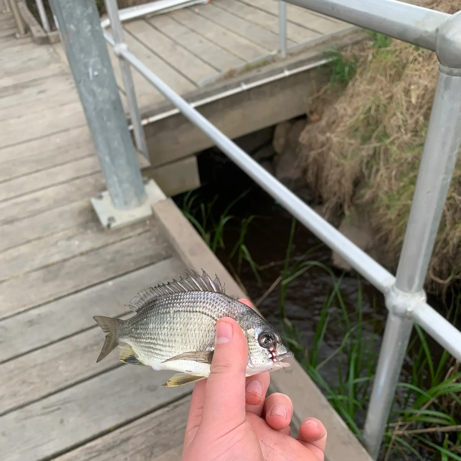 Southern black bream caught on Fishbrain