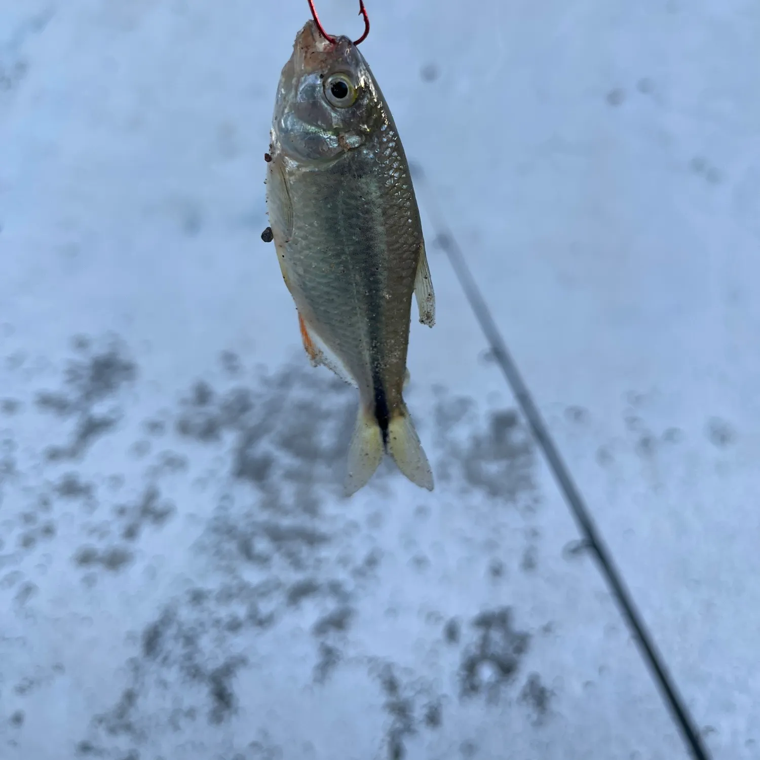 The most recent Mexican tetra catches on Fishbrain