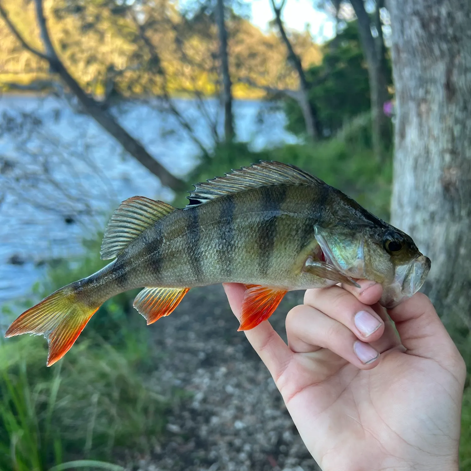European perch caught on Fishbrain