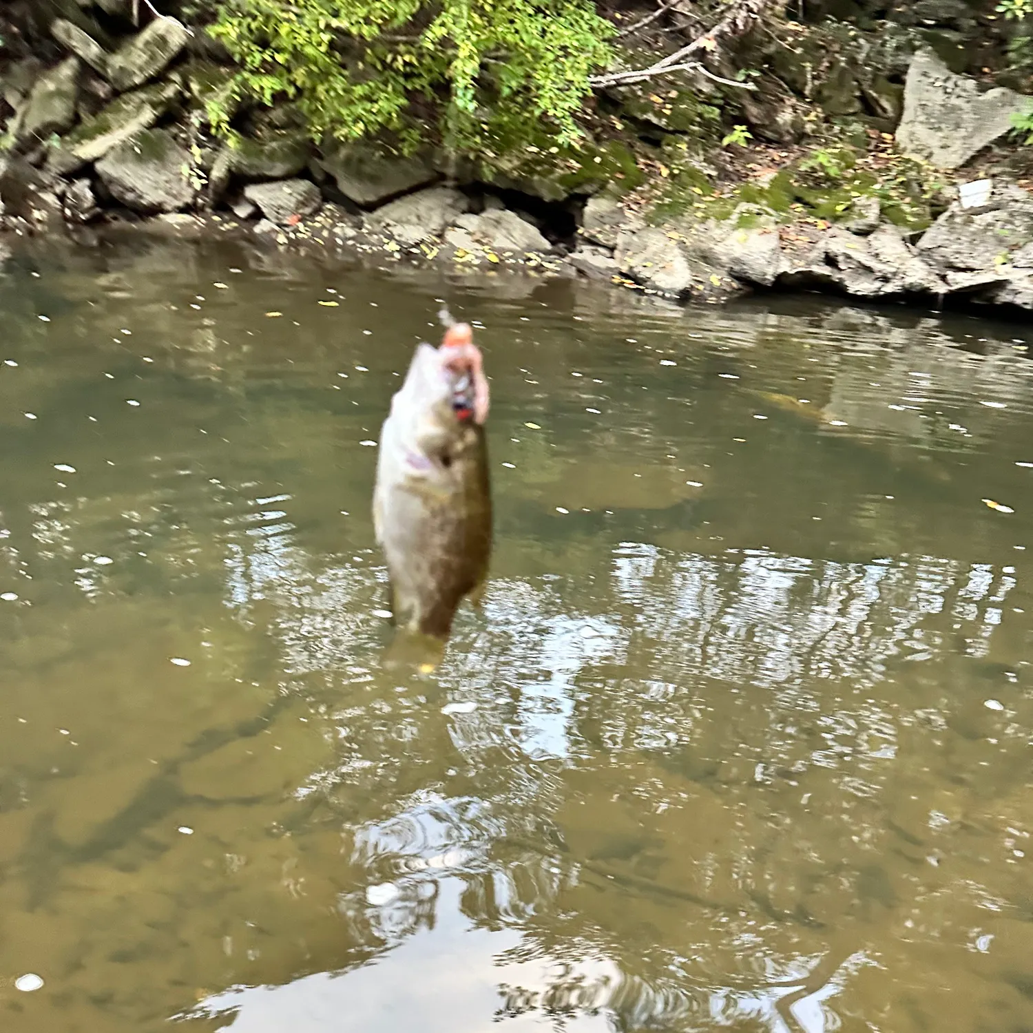 Rock bass caught on Fishbrain