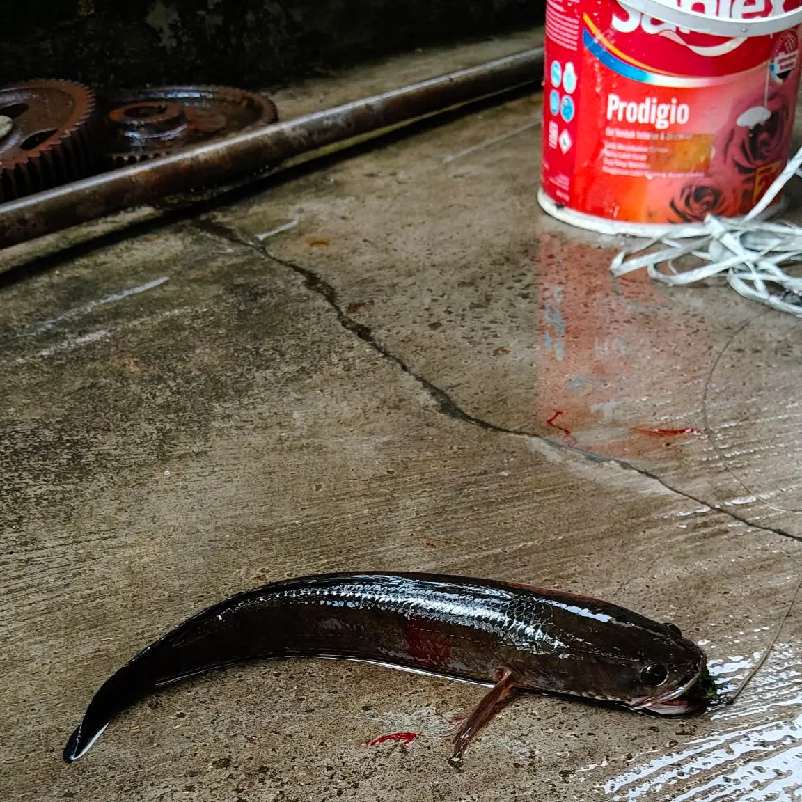 The most recent Small snakehead catches on Fishbrain