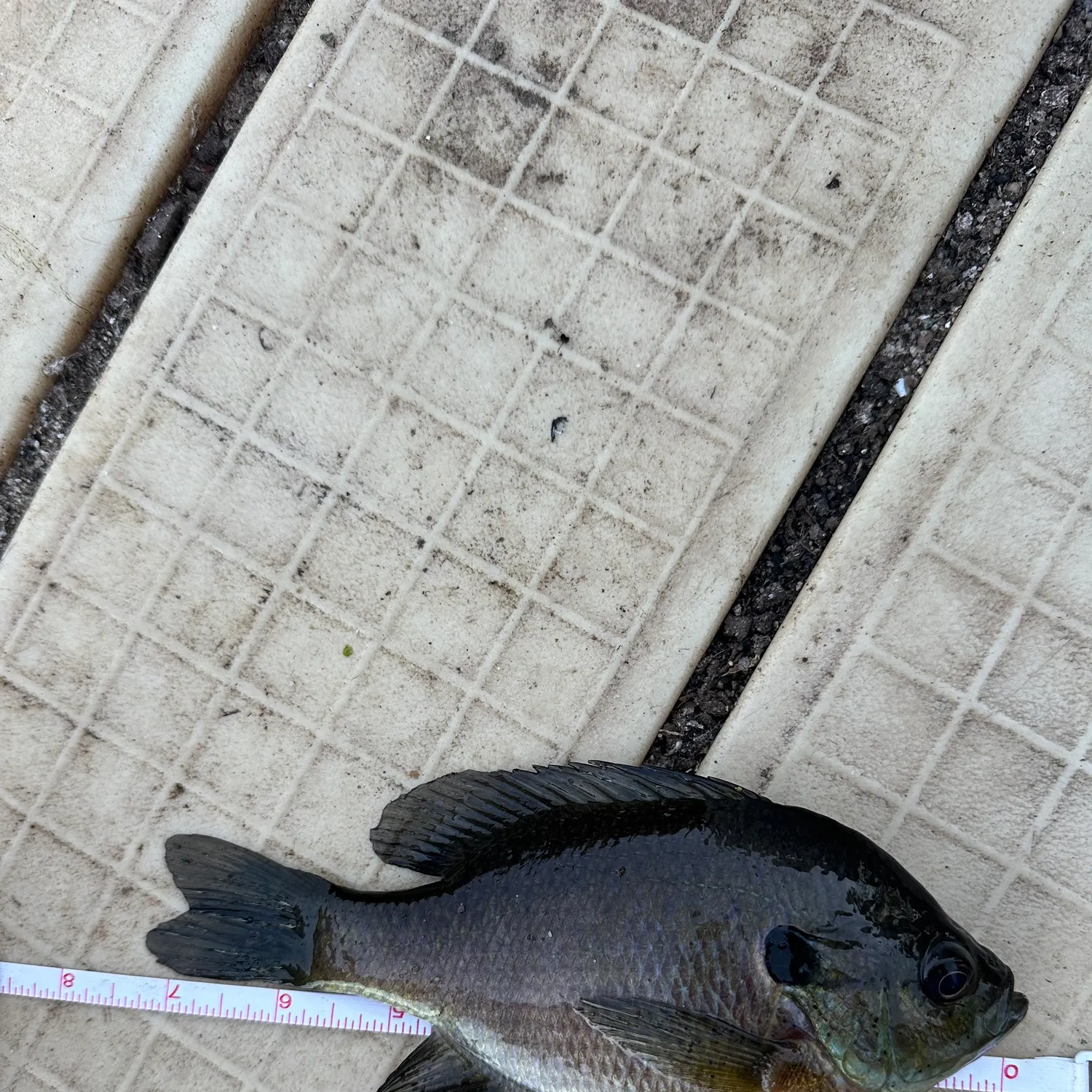 Redbreast sunfish caught on Fishbrain