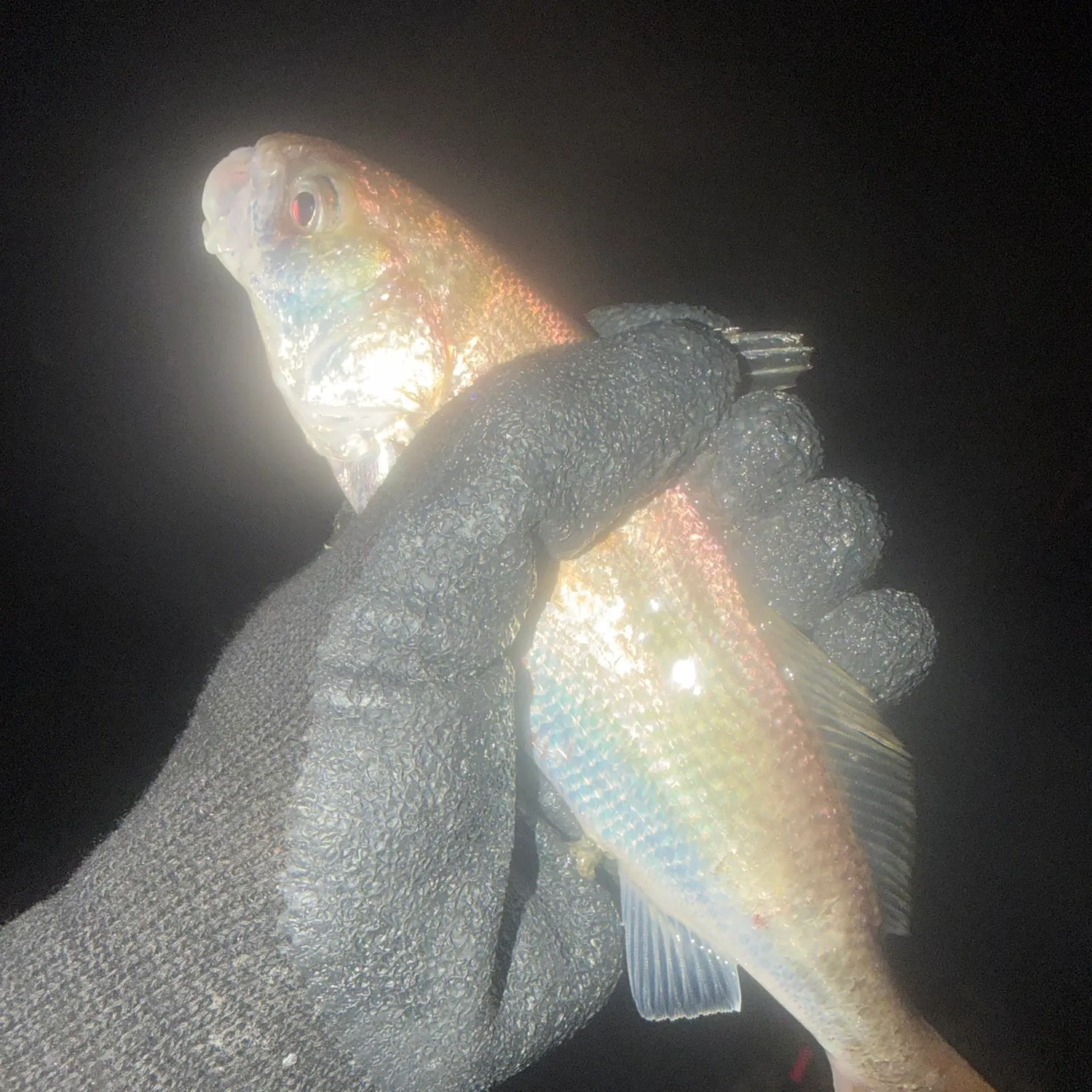 Yellowfin croaker caught on Fishbrain
