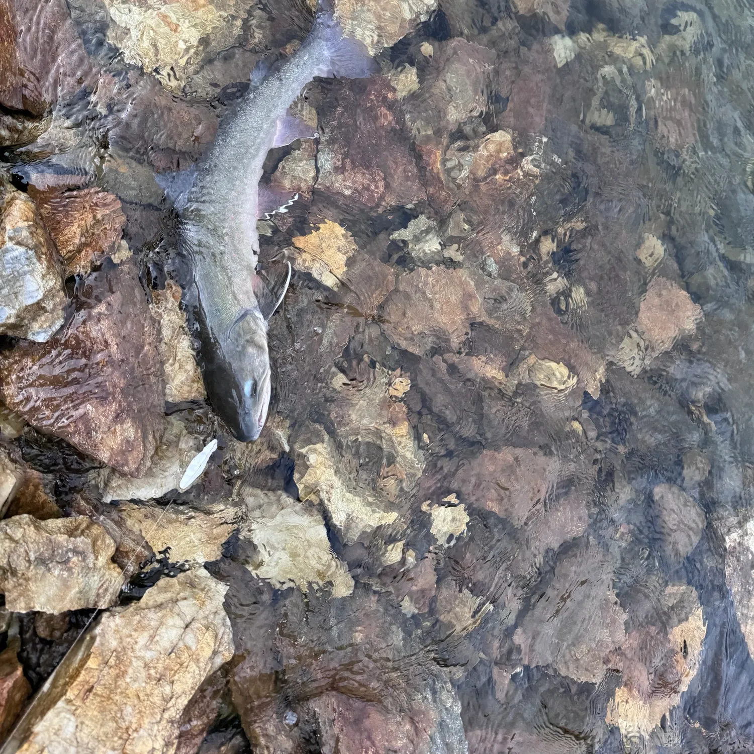 Dolly varden caught on Fishbrain