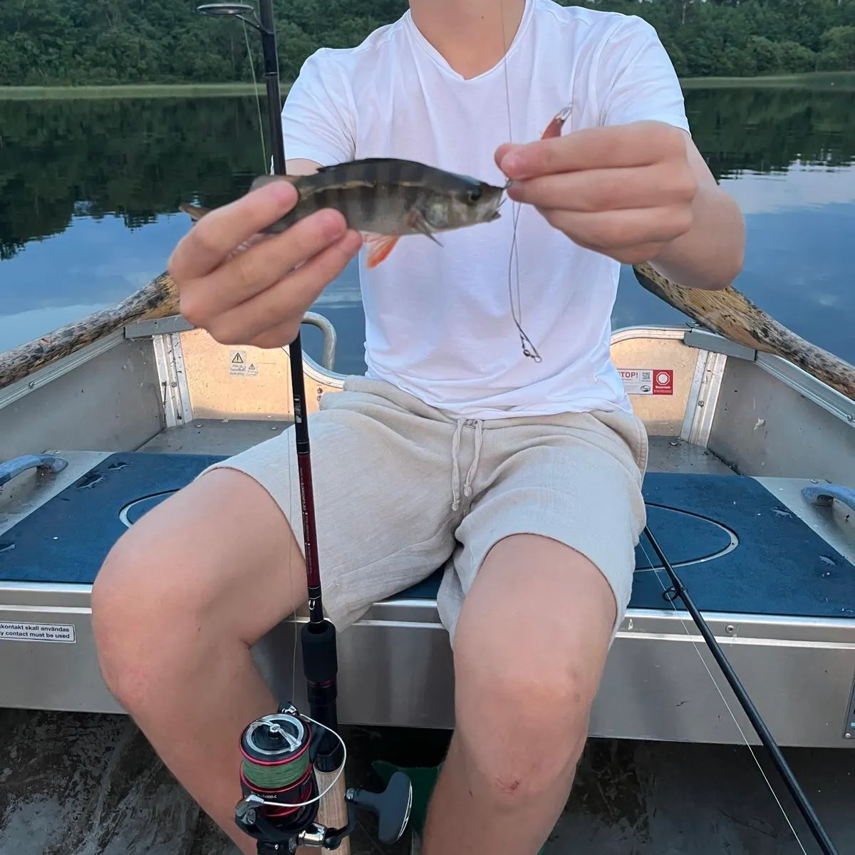 European perch caught on Fishbrain