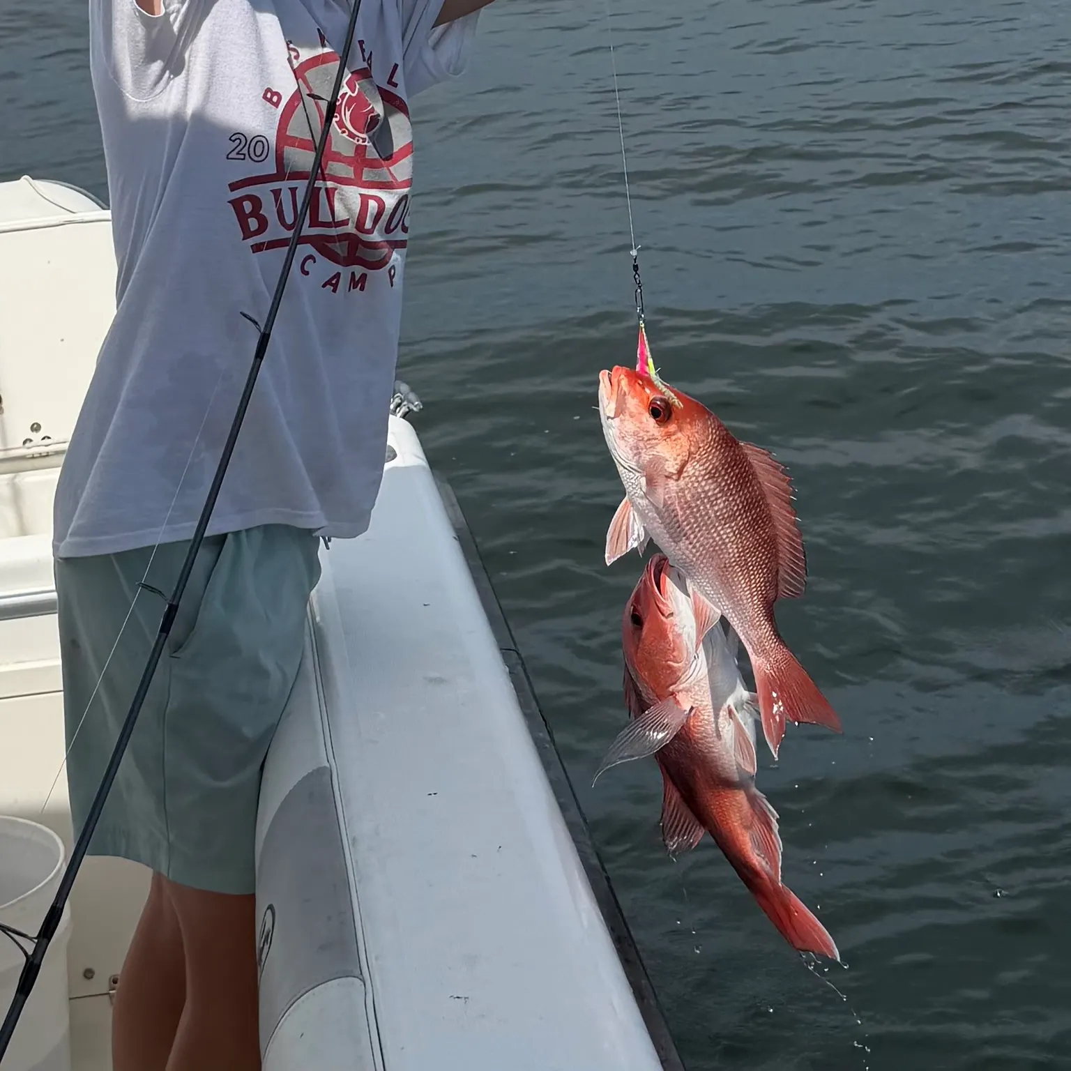 The most recent Northern red snapper catches on Fishbrain