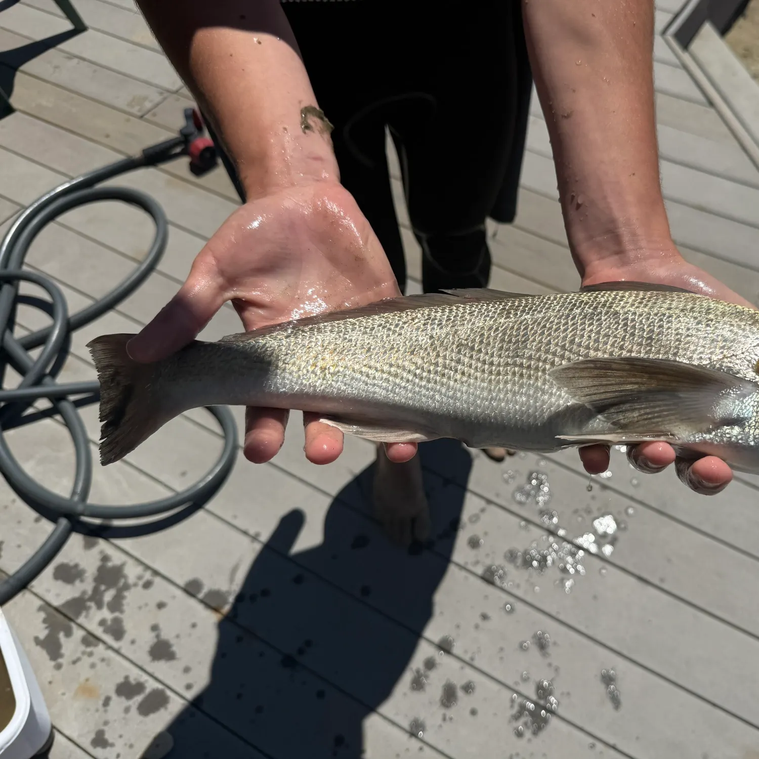 The most recent California corbina catches on Fishbrain