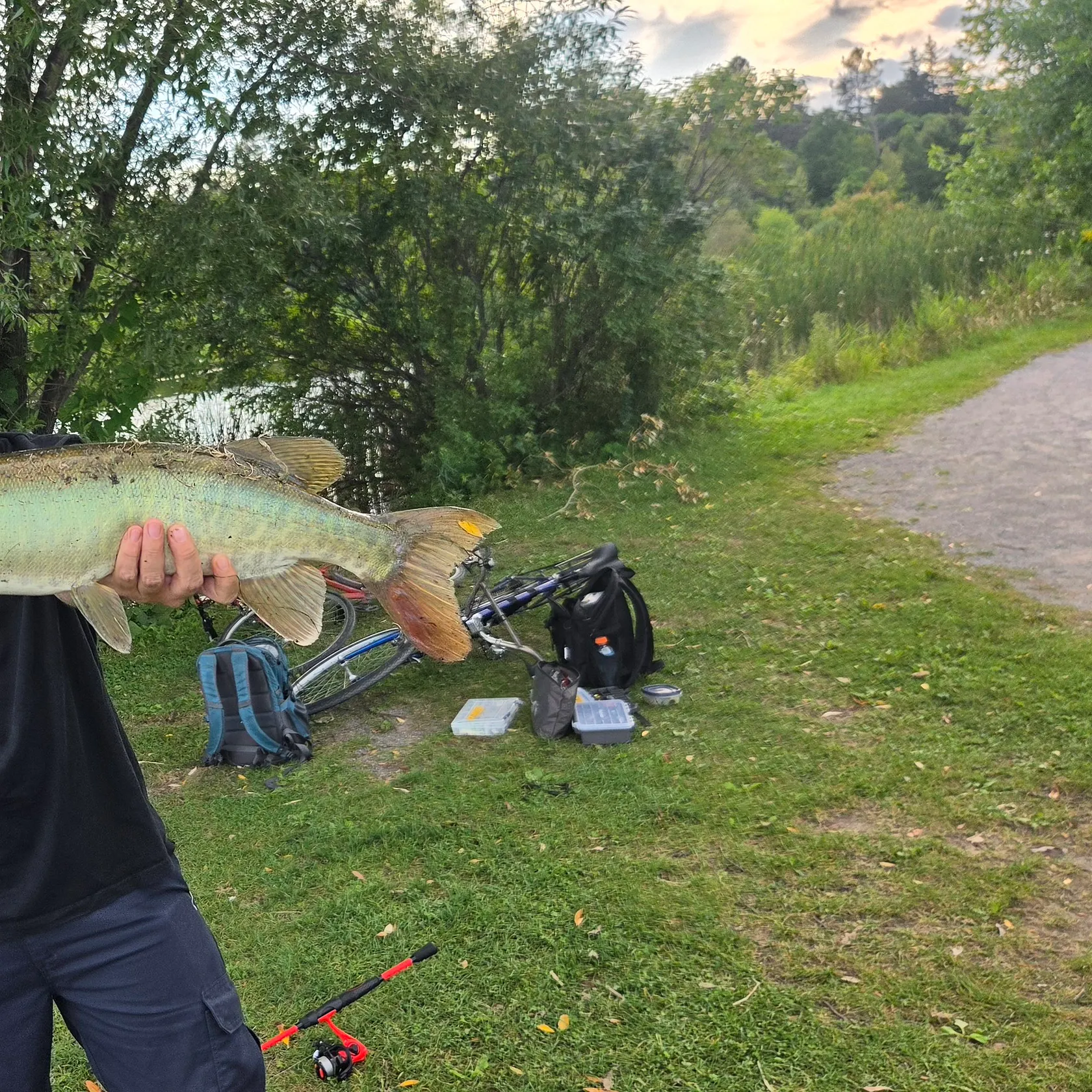 Muskie caught on Fishbrain