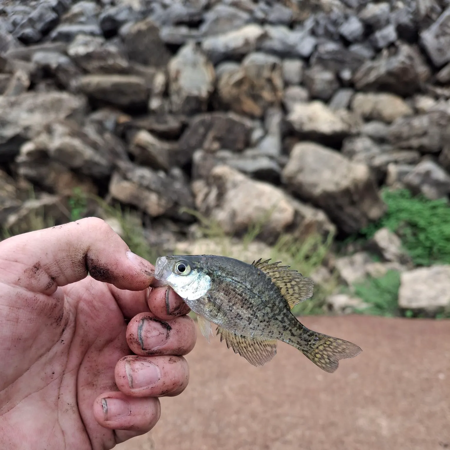 Black crappie caught on Fishbrain