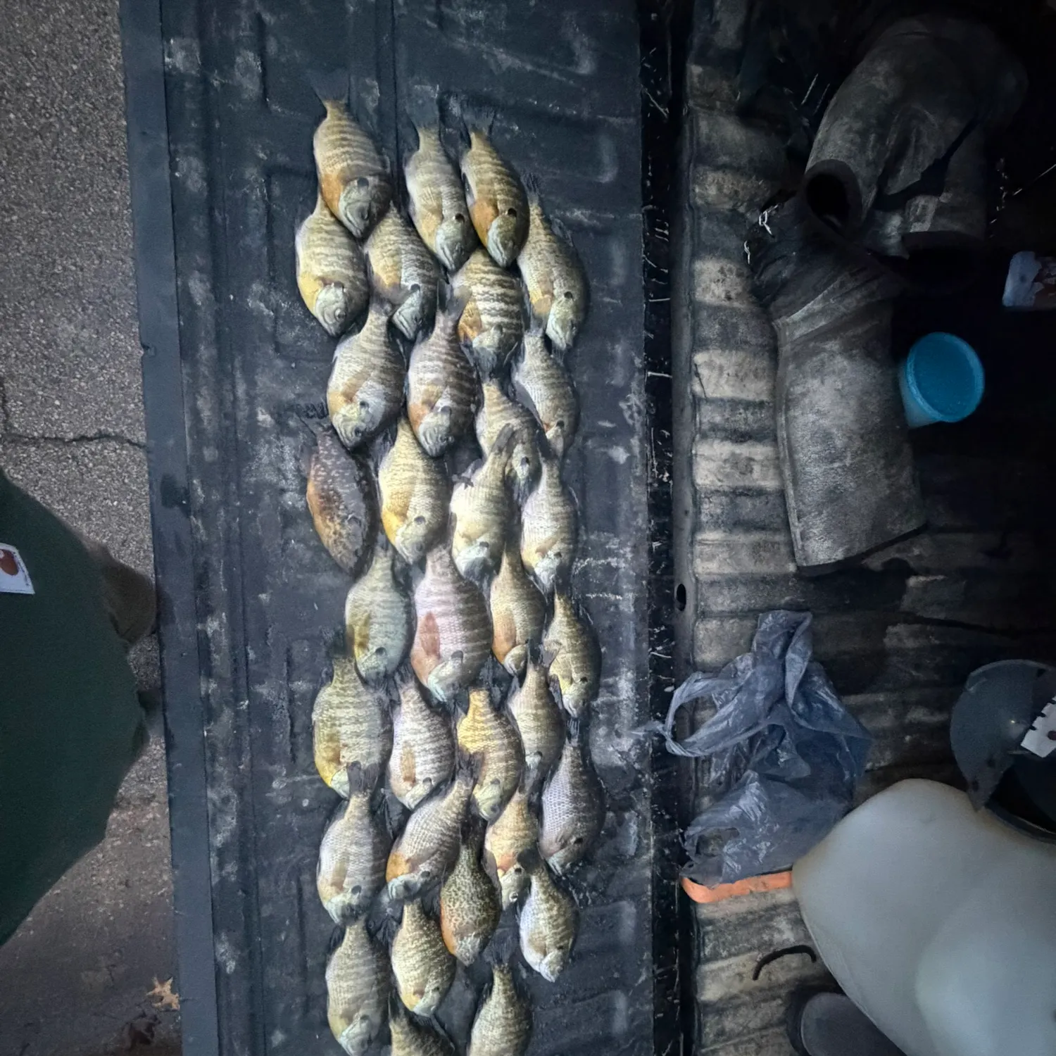 recently logged catches