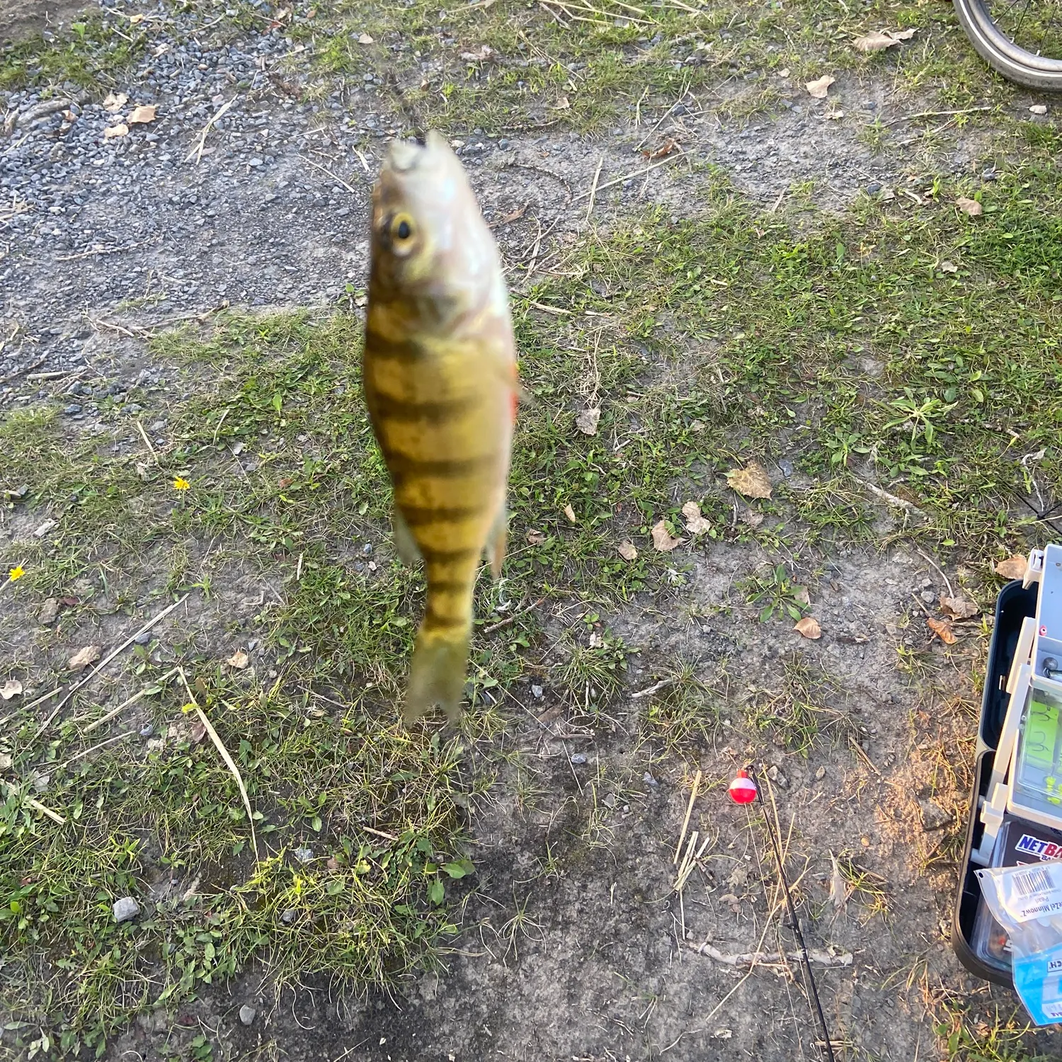 Yellow perch caught on Fishbrain